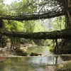The Living Bridge